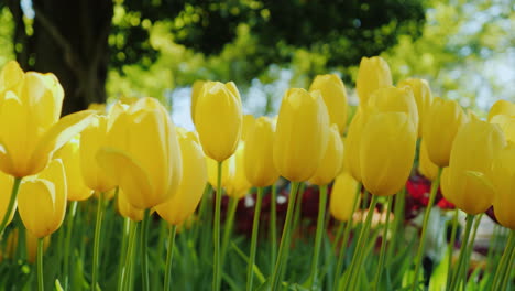 Schönes-Blumenbeet-Mit-Gelben-Tulpen