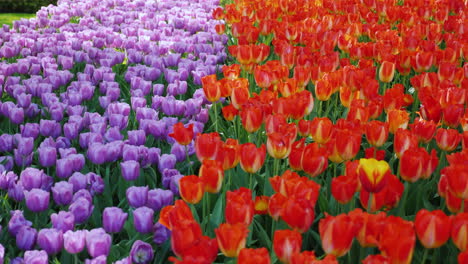 Tulipanes-Morados-Y-Rojos-En-El-Parque-Keukenhof-Los-Países-Bajos