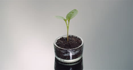 Landwirtschaft-Konzept-Junge-Pflanze-Auf-Schwarzem-Hintergrund-Drehen