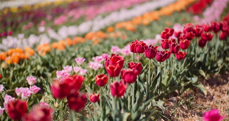 Blühende-Tulpen-Auf-Einer-Blumenplantage