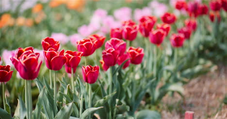 Blooming-Tulips-On-Flowers-Plantation-Farm-2