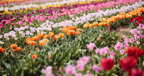 Blooming-Tulips-On-Flowers-Plantation-Farm-3