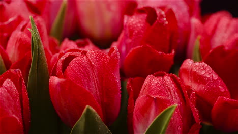 Tulipanes-De-Flores-Frescas-Sobre-Fondo-Negro