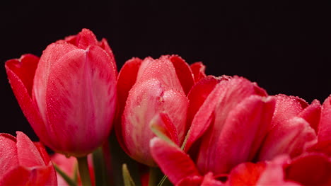 Dew-Drops-On-Fresh-Tulips-On-Black-Background-2