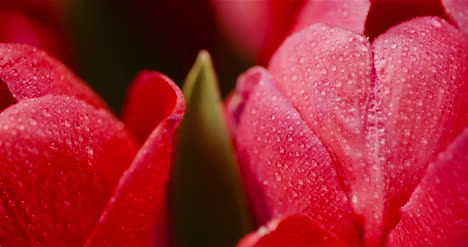 Frische-Blumen-Tulpen-Auf-Schwarzem-Hintergrund-14