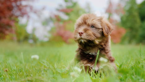 Cute-Puppy-on-Grass