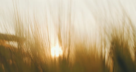 Hand,-Die-Weizen-Bei-Sonnenuntergang-Berührt