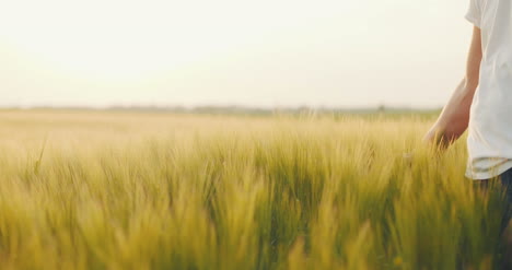 Farmer-Touching-Wheat-Harvesting-Concept-