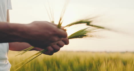 Die-Hand-Des-Landwirtschaftsmannes-Berührt-Weizen