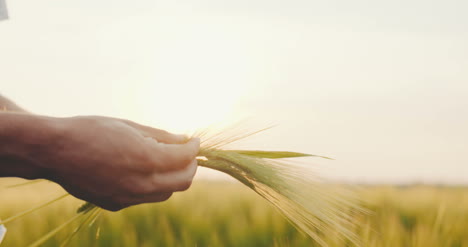 Landwirt-Prüft-Die-Weizenqualität-Vor-Der-Ernte