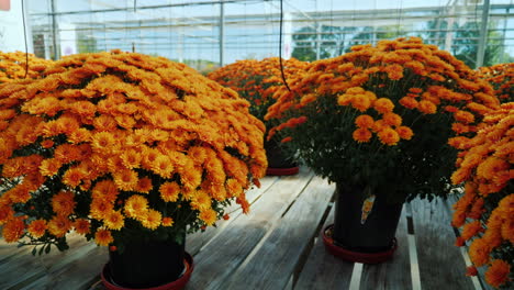 Buckets-of-Orange-Chrusanthemums
