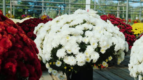 Chrysanthemums-in-Plant-Nursery