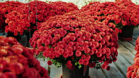 Crisantemos-Rojos-En-Invernadero-Comercial