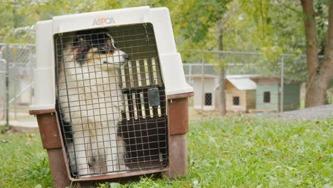 Perro-En-Transportador-De-Mascotas-Por-Corral