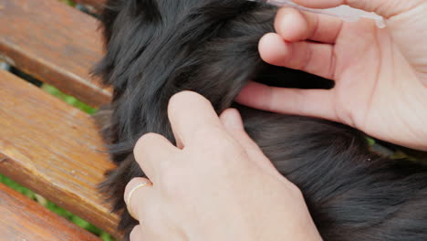 Inoculating-a-Dog-Close-Up