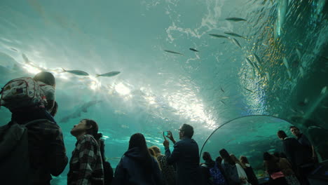 Los-Visitantes-Del-Túnel-Del-Acuario-Admiran-A-Los-Tiburones