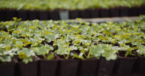Geranium-Seedlings-In-Greenhouse-Agriculture-1