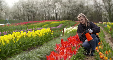Tulips-Plantation-Flowers-Production-Gardener-Spraying-Water-On-The-Tulips-At-Farm-4