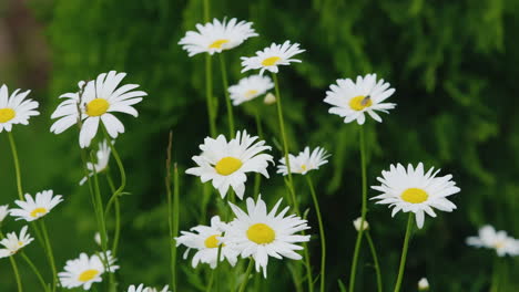 Chamomile-Flowers-Swaying-In-The-Wind-Medicinal-Herbs