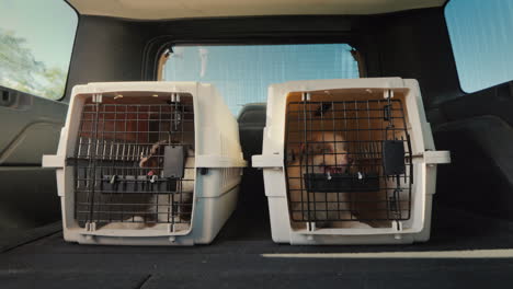 Moving-With-Animals-Two-Cages-With-Puppies-In-The-Trunk-Of-A-Car-That-Rides-Pet-Transportation