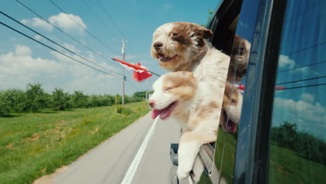 Zwei-Süße-Hunde-Mit-Der-Flagge-Von-Kanada-Schauen-Aus-Dem-Autofenster-Road-Trip-Kanada