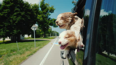 Ein-Paar-Schwedische-Hunde-Reisen-In-Einem-Auto-Mit-Der-Flagge-Von-Schweden-Schau-Aus-Dem-Fenster-Autoscout-Im-Scan
