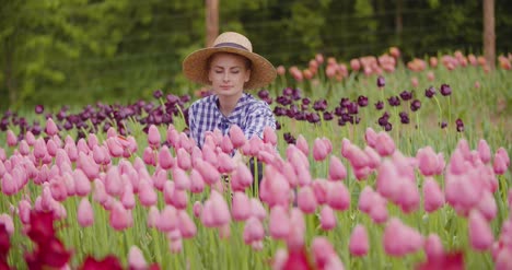 Female-Farmer-Examining-Pink-Tulip-Flowers-At-Field-5