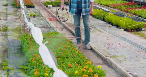 Pesticide-Sprayed-On-Flowering-Plants-At-Greenhouse