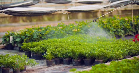 Pesticide-Sprayed-On-Flowering-Plants-At-Greenhouse-12