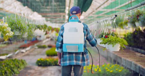 Pesticide-Sprayed-On-Flowering-Plants-At-Greenhouse-3