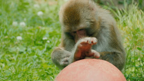 Japanischer-Makaken-In-Seinen-Angelegenheiten---Kratzt-Sich-Eine-Pfote-Und-Spielt-Mit-Einem-Ball