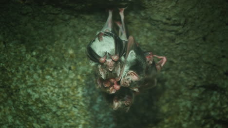 Several-Vampire-Mice-Hang-Upside-Down-On-A-Cave-Ceiling