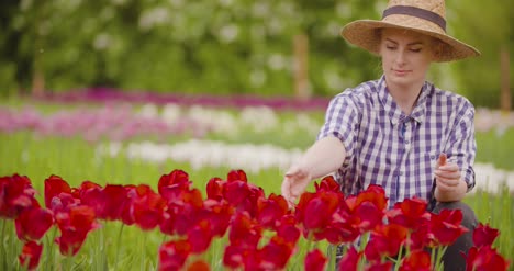 Female-Researcher-Walking-While-Examining-Tulips-At-Field-47