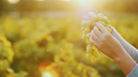 Hands-With-Crones-Of-Grapes-In-The-Rays-Of-The-Sun