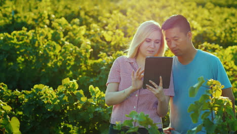 A-Pair-Of-Farmers-Use-The-Tablet-On-The-Background-Of-The-Vineyard-Beautiful-Light-In-Front-Of-The-S
