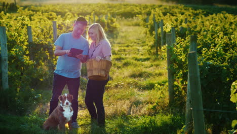 Couple-Of-Farmers-Stands-At-The-Vineyard-Enjoys-The-Tablet-Next-To-Them-Is-Their-Dog