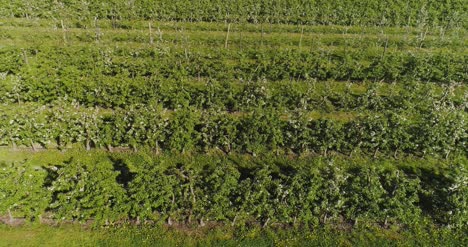 Apple-Orchard-In-August-Aerial-Shoot-7