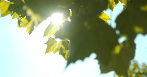 Sonnenlicht-Scheint-Durch-Blätter-1