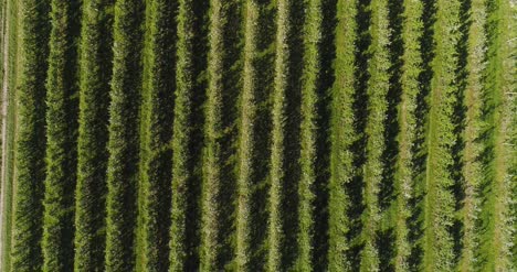 Apple-Orchard-In-August-Aerial-Shoot-9