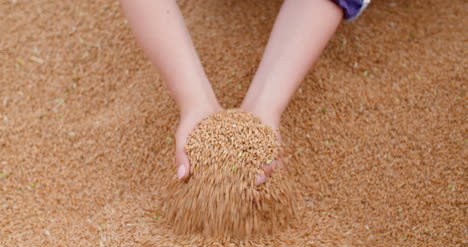 Young-Female-Farmer-Examining-Wheat-Grains-2