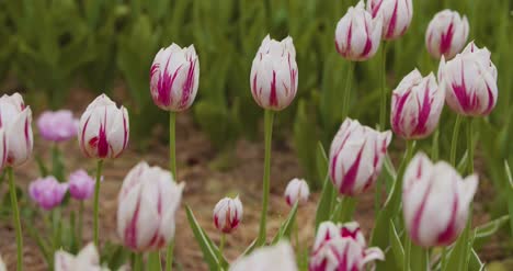 Tulipanes-Amarillos-En-Plantaciones-De-Flores