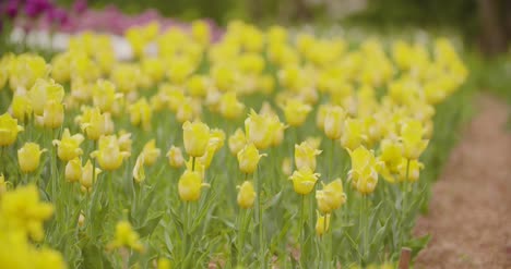 Gelbe-Tulpen-Auf-Blumenplantage-1