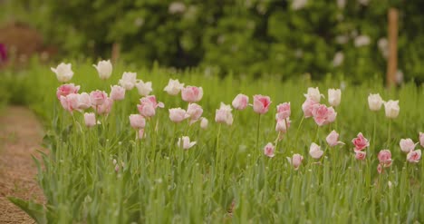 Tulipanes-Amarillos-En-Plantación-De-Flores-2