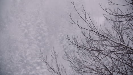 Snowflakes-Against-Snow-Covered-Trees-In-Mountains-2