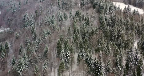 Luftaufnahme-Des-Schneebedeckten-Waldes-In-Den-Bergen-1