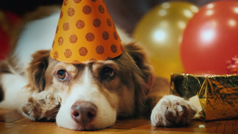 Portrait-Of-A-Cute-Birthday-Dog-In-A-Cap-Near-Balloons
