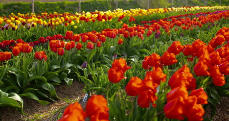 Tulipanes-En-El-Campo-De-Agruiculture-Holanda-1