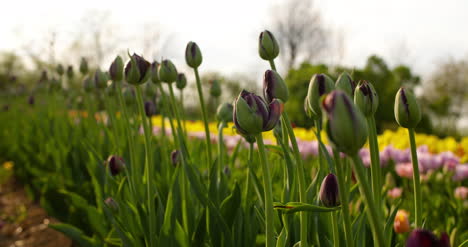 Tulips-On-Agruiculture-Field-Holland-10