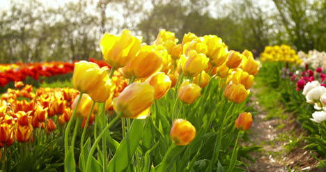 Tulipanes-En-El-Campo-De-Agruiculture-Holanda-44