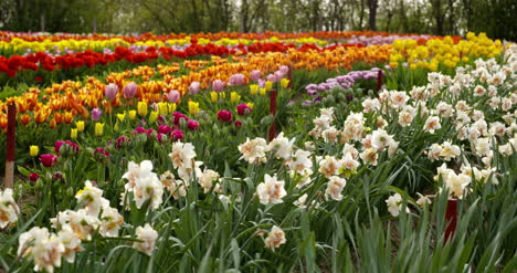 Tulips-On-Agruiculture-Field-Holland-54